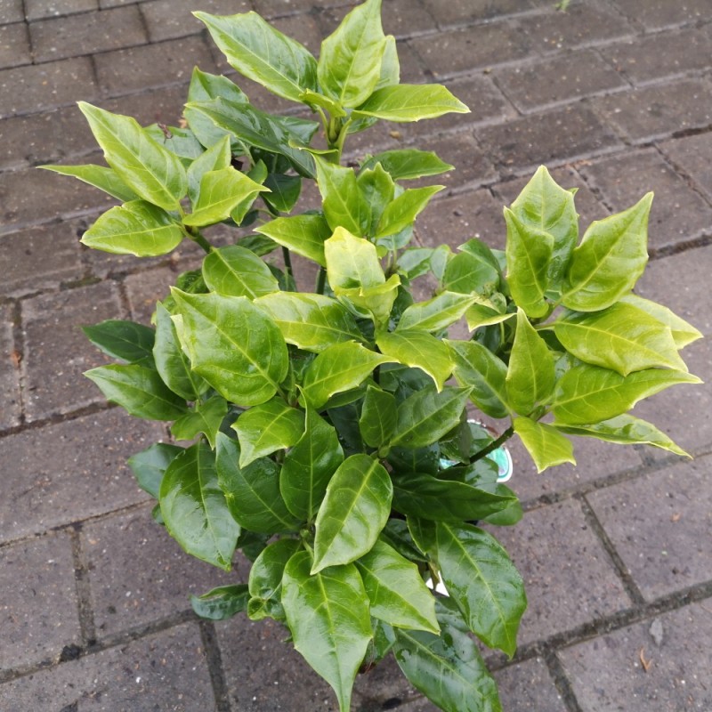 Aucuba 30-50 cm. - Aucuba japonica Rozannie