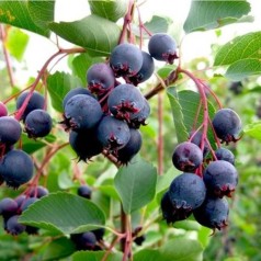 Bærmispel Smokey - Saskatoon Berry - Amelanchier alnifolia Smokey