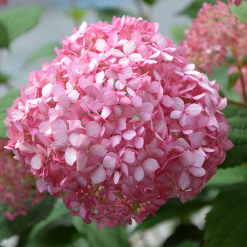 Træagtig Hortensia Bubblegum 25-50 cm. - Hydrangea arborescens Candybelle Bubblegum