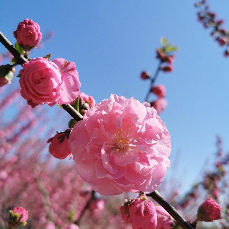 Prunus triloba - Rosenmandel