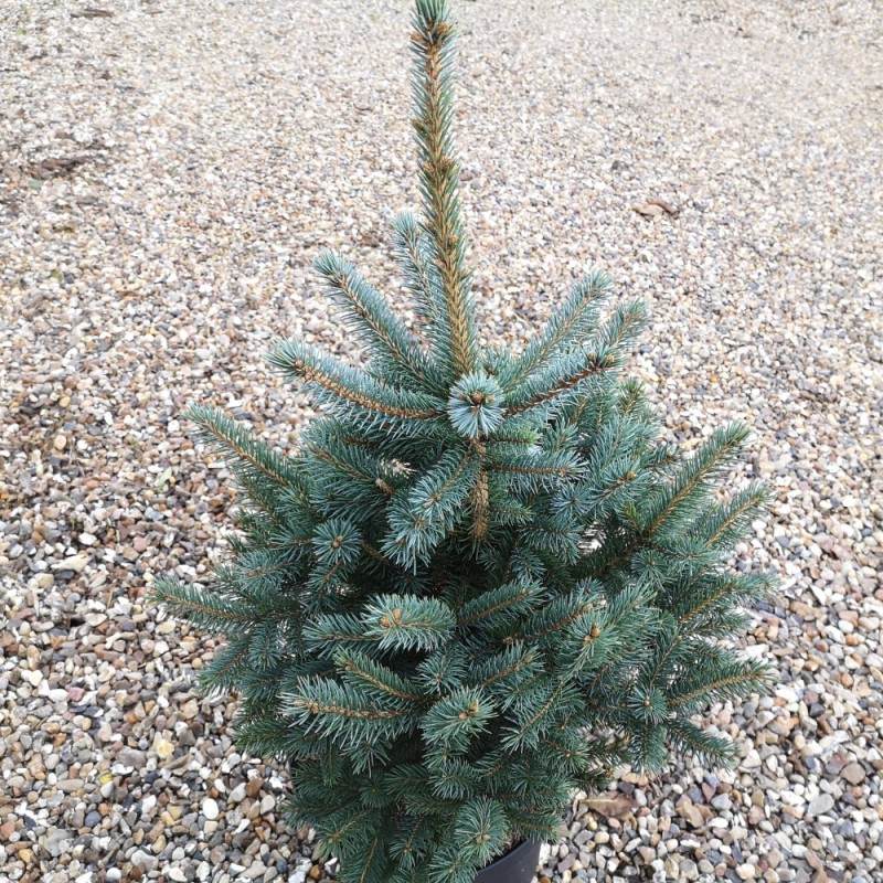 Picea Pungens Super Blue - Blågran 60-80 cm.