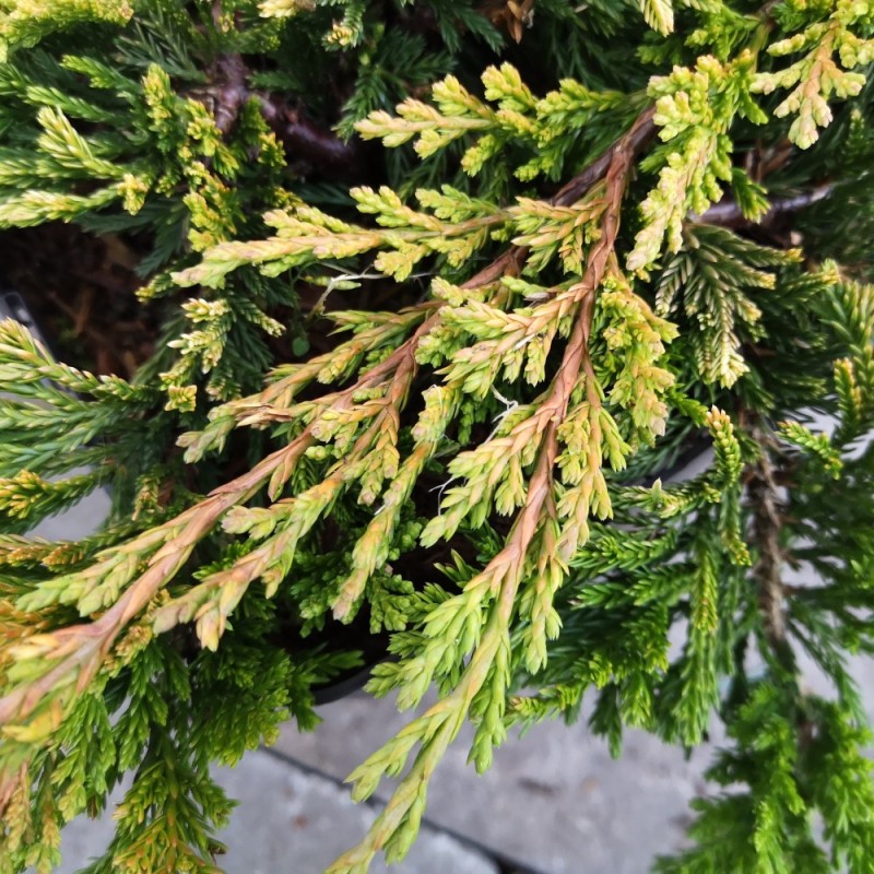 Juniperus horizontalis Golden Carpet - Krybende Ene