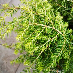 Tsuga canadensis Green Globe - Dværg Hemlock