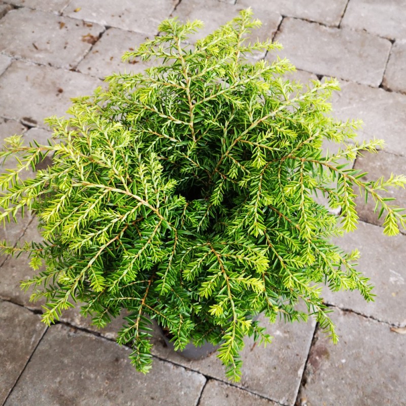 Tsuga canadensis Green Globe - Dværg Hemlock