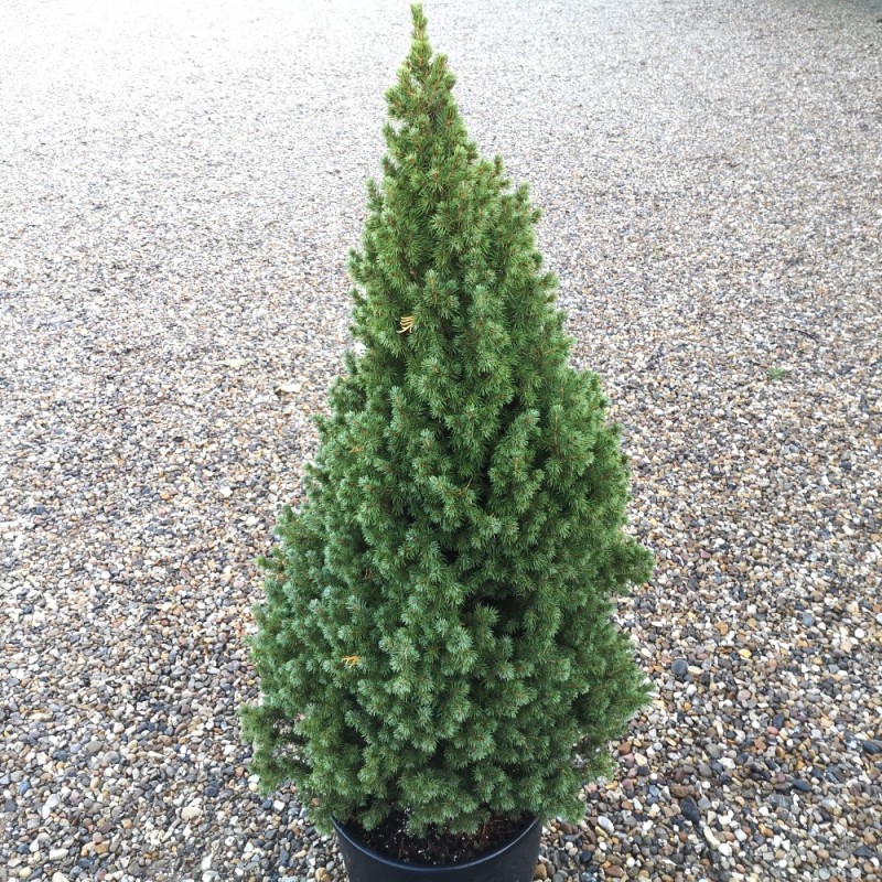 Picea glauca Conica - Sukkertop 80-100 cm.