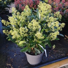 Skimmia Japonica Finchy - 5L potte