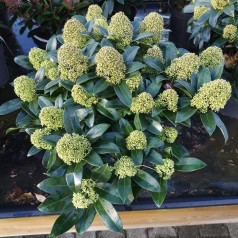 Skimmia japonica Fragrant Cloud - 5L 25+blomster