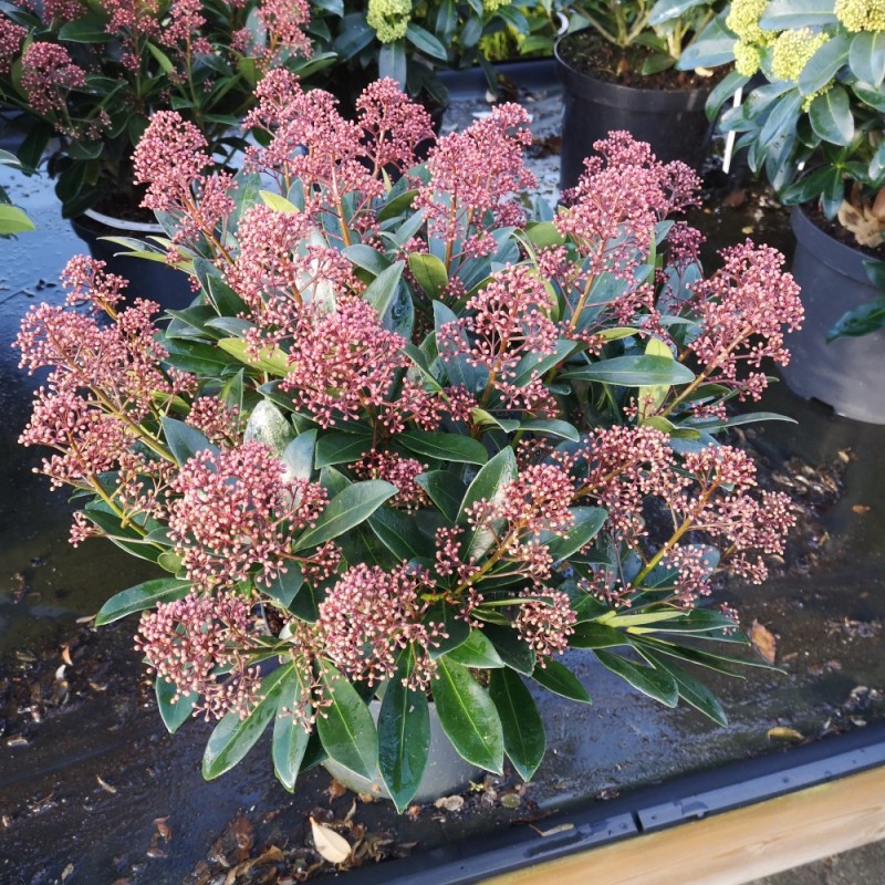 Skimmia japonica Rubella - p23 40+blomster