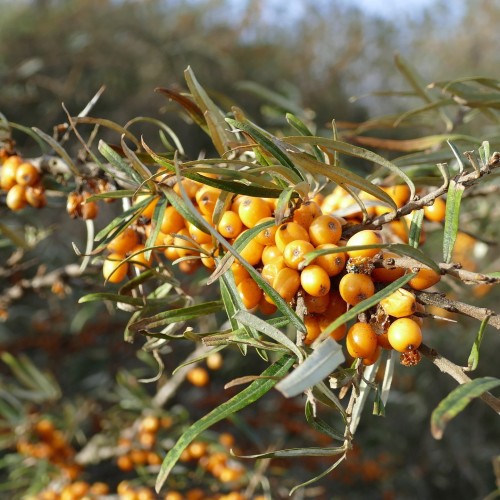 Havtorn 60-90 cm. - Bundt med 10 stk. barrodsplanter - Hippophae rhamnoides