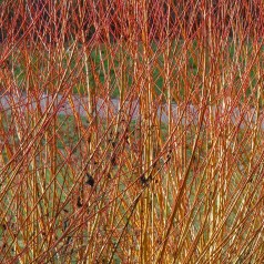 Rød-Orange Grenet Pil 80-100 cm. - 10 stk. barrodsplanter - Salix alba Chermesina