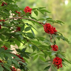 Almindelig Røn 60-80 cm. - Bundt Med 10 Stk. Barrodsplanter - Sorbus aucuparia