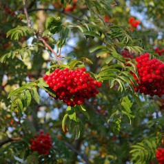 Almindelig Røn 60-80 cm. - Bundt Med 10 Stk. Barrodsplanter - Sorbus aucuparia