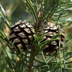 Skovfyr 60-70 cm. - Bundt med 10 stk. barrodsplanter - Pinus sylvestris