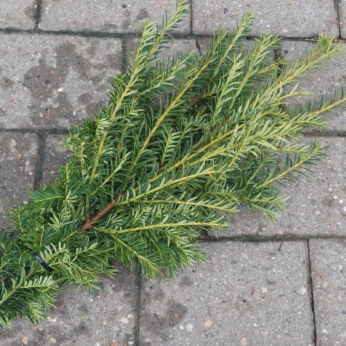 Gul taks - Pyntegrønt