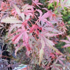 Acer palmatum Jerre Schwartz - Japansk Løn - Japansk Ahorn