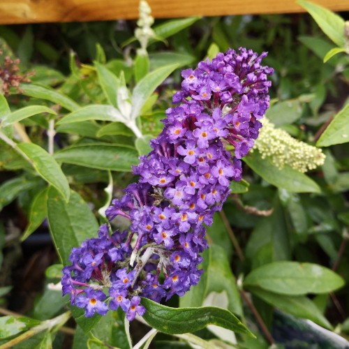 Buddleja davidii Adonis Blue - Sommerfuglebusk