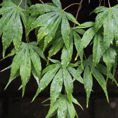 Acer palmatum