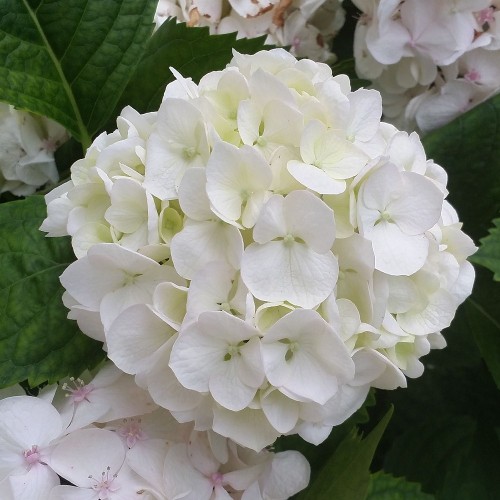 Hortensia Endless Summer Hvid - Hydrangea macrophylla Endless Summer White