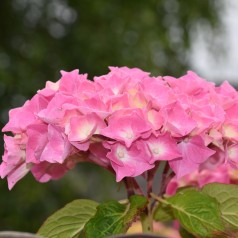 Hortensia Endless Summer...