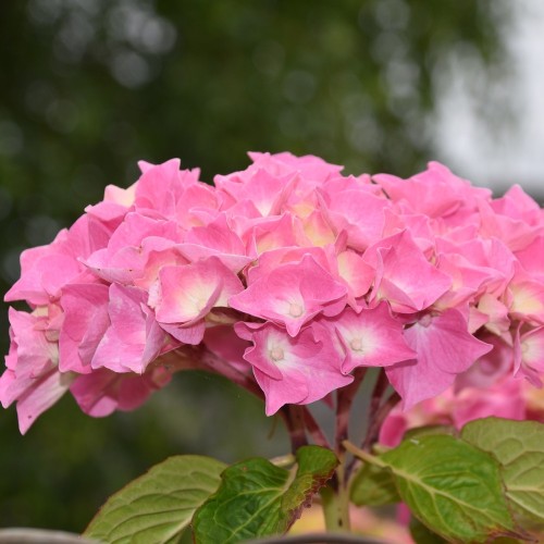 Hortensia Endless Summer BloomStar Pink - Hydrangea macrophylla Endless Summer BloomStar Pink