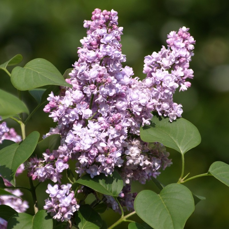 Storblomstret Syren Olivier de Serres 40-80 cm. - Syringa vulgaris Olivier de Serres