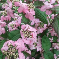 Viburnum plicatum Molly Schroeder