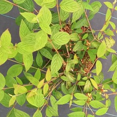 Japansk Snebolle Molly Schröder 30-60 cm. - Viburnum plicatum Molly Schröder