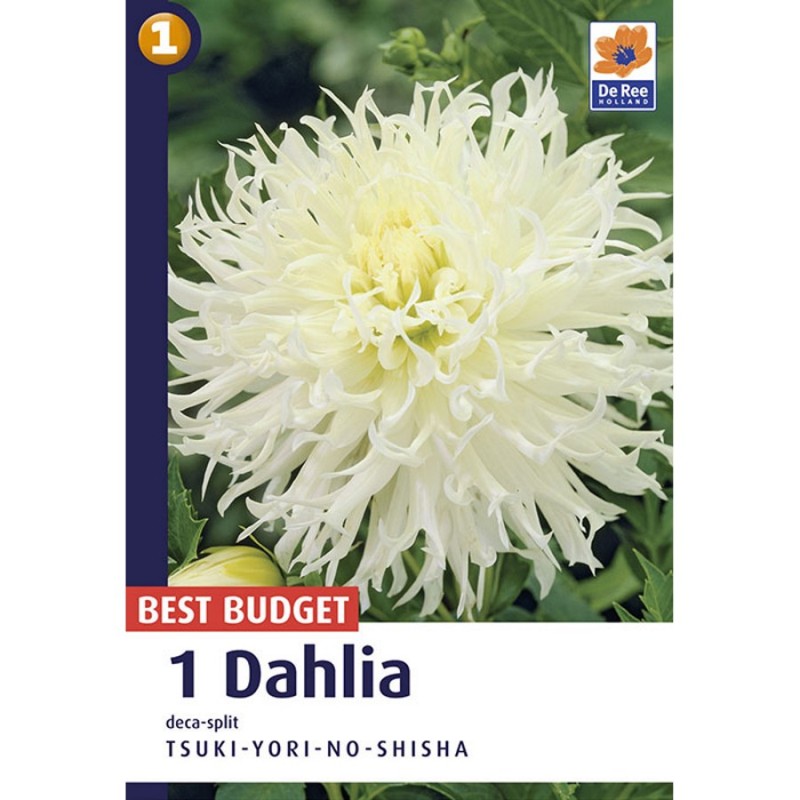 Dahlia Fringed Tsuki-Yori-No-Shisha / Georgin