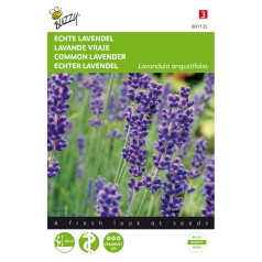 Ægte lavendel frø - Buzzy