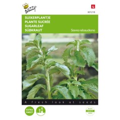 Stevia / Sukkerplante frø - Buzzy