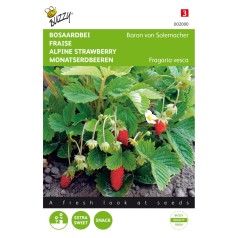Skov jordbær frø, Baron von Solemacher - Buzzy