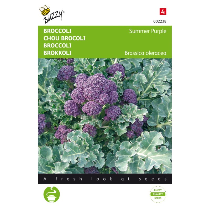 Broccolifrø, Summer Purple - Buzzy