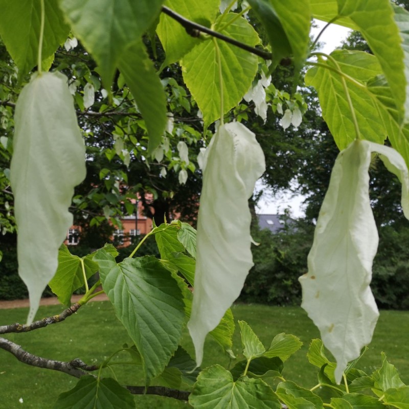Duetræ Vilmoriniana - Davidia involucrata var Vilmoriniana