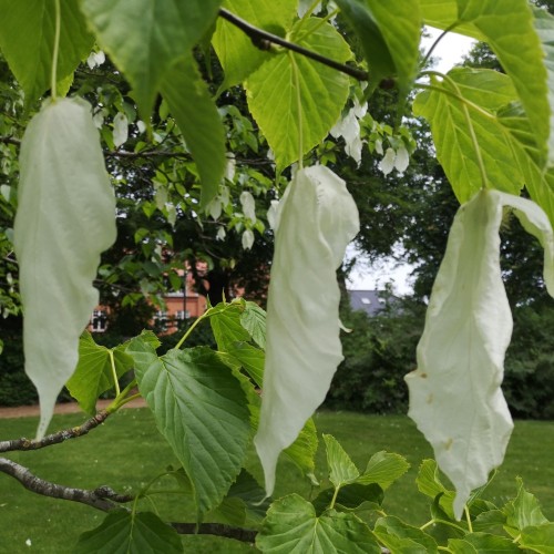 Duetræ Vilmoriniana 60-100 cm. - Davidia involucrata var Vilmoriniana