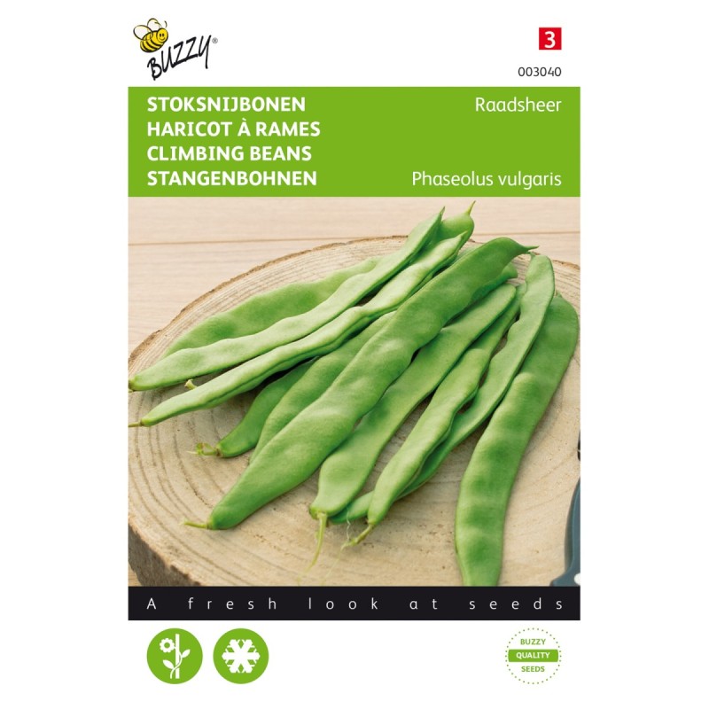 Stangbønne frø, Raadsheer - Buzzy