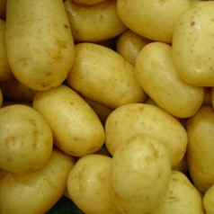 Økologiske Læggekartofler Tinca 1,5 Kg. - Middel