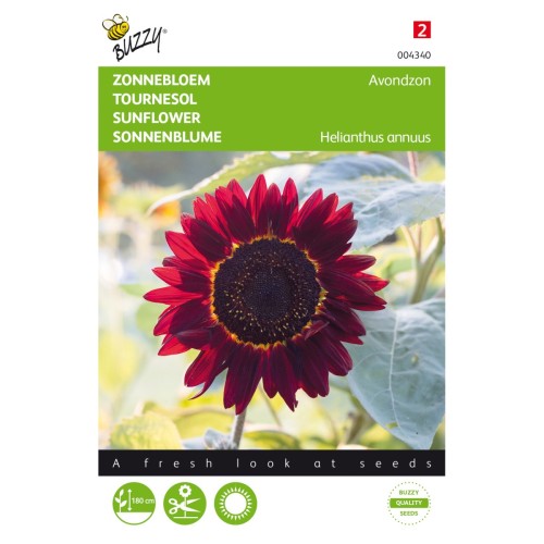 Solsikkefrø, Evening Sun - Buzzy