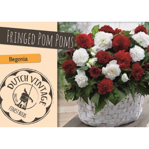 Begonia Fringed Pom Poms - Dutch Vintage - 4 knolde