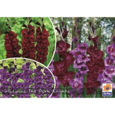 Gladiolus The Dark Knights - Landscape - 20 Løg