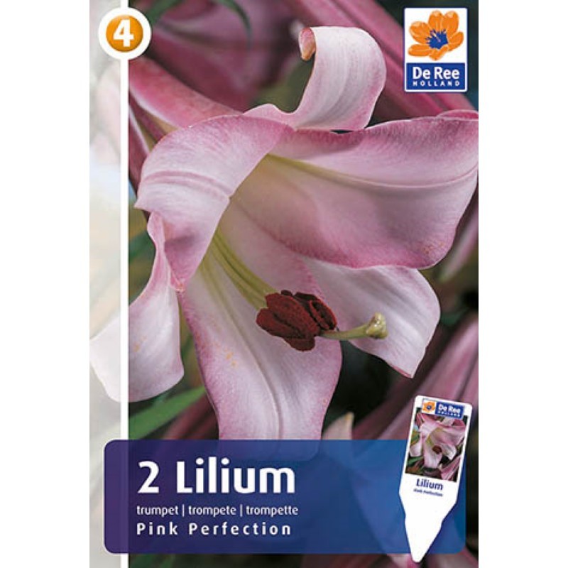 Liljer trumpet Pink Perfection - Lilium - 2 løg