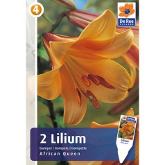 Liljer trumpet African Queen - Lilium - 2 løg
