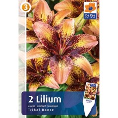 Liljer Asiatic Bi-Color Tribal Dance - Lilium - 2 løg