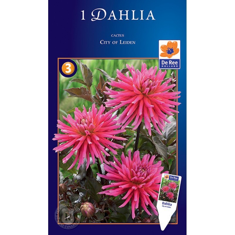 Dahlia Cactus City of Leiden - Georgin