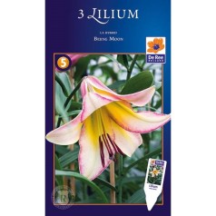 Liljer Longiflorum Asiatic Bejing Moon - Lilium - 3 Løg