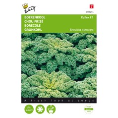 Grønkålsfrø, Winterbor F1 -...