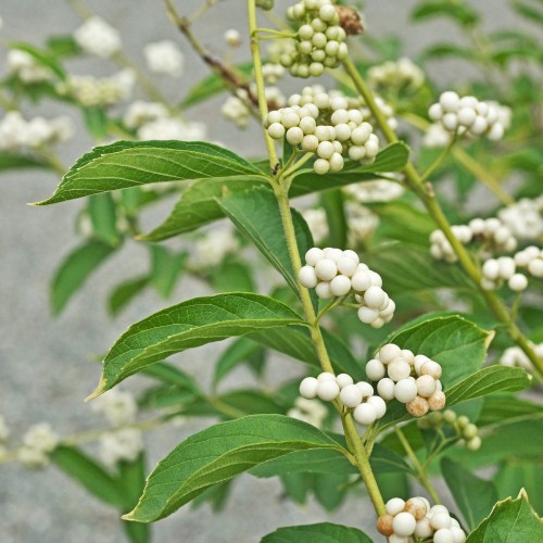 Hvid Glasbær - Callicarpa japonica Leucocarpa