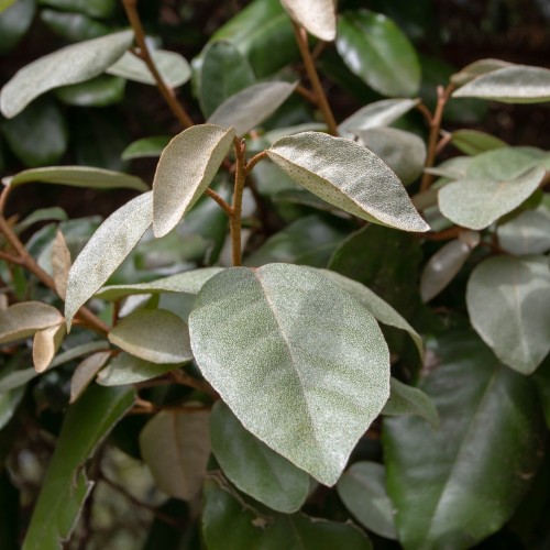 Sølvblad (Strandoliven) 30-60 cm. - Elaeagnus x Ebbingei