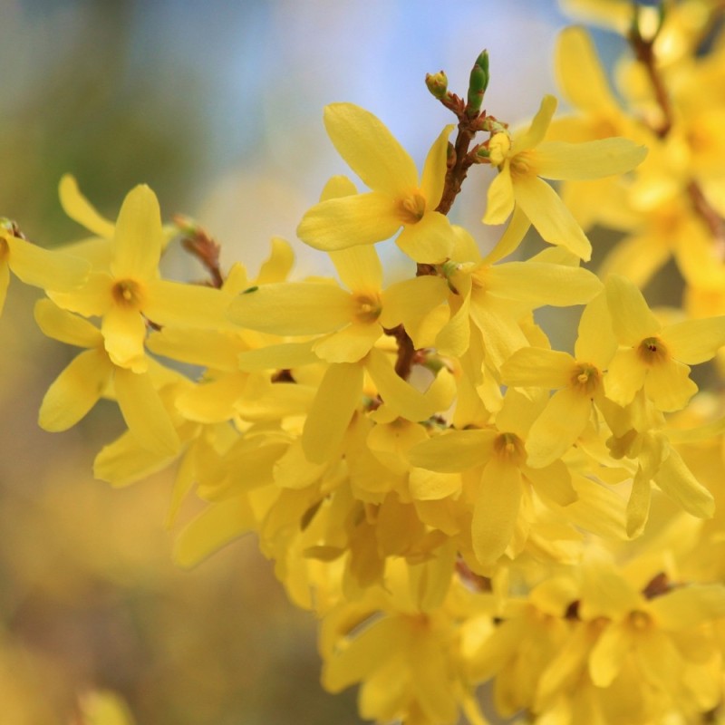 Koreansk Vårguld 30-60 cm. - Forsythia ovata Tetragold