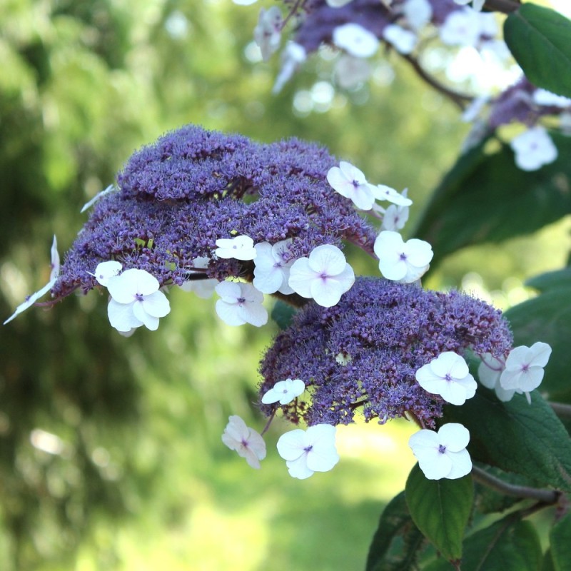 Fløjlshortensia Macrophylla 30-70 cm. - Hydrangea aspera Macrophylla