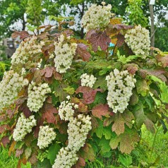 Egebladet Hortensia Burgundy 30-60 cm. - Hydrangea quercifolia Burgundy